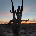Saguaro in Tucson