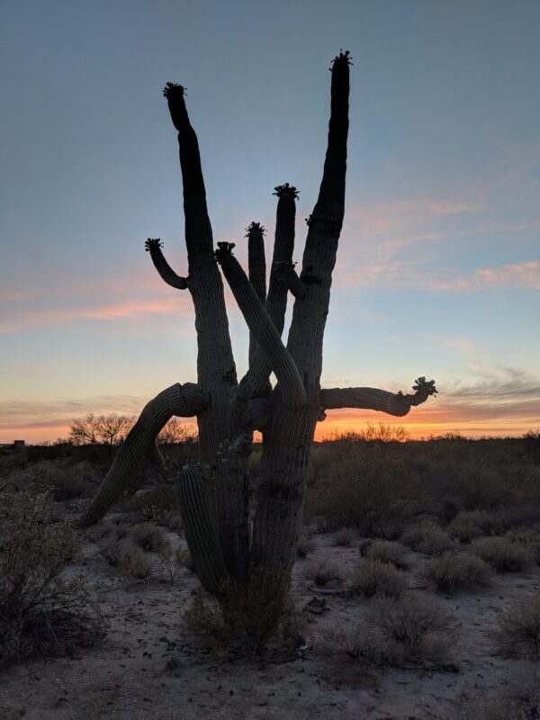 Saguaro in Oro Valley